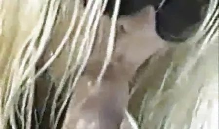 Gangbang dan bukkake. bokep guru barat